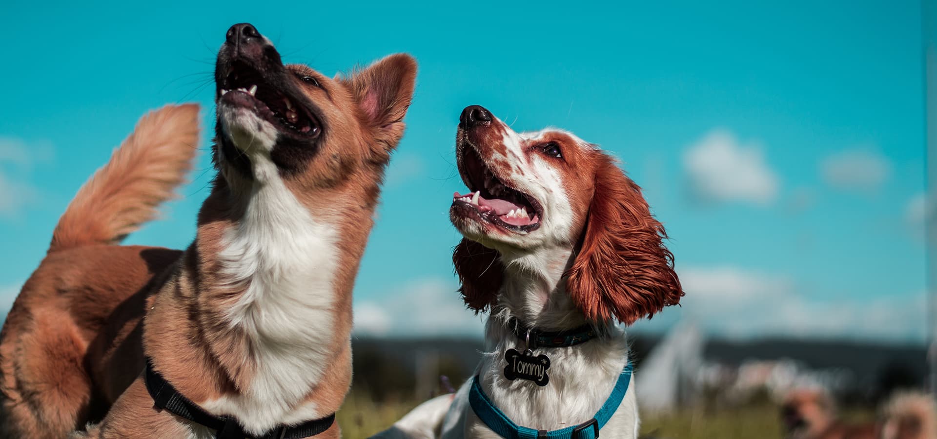 blog001 dog park fitness benefits of dog parks head