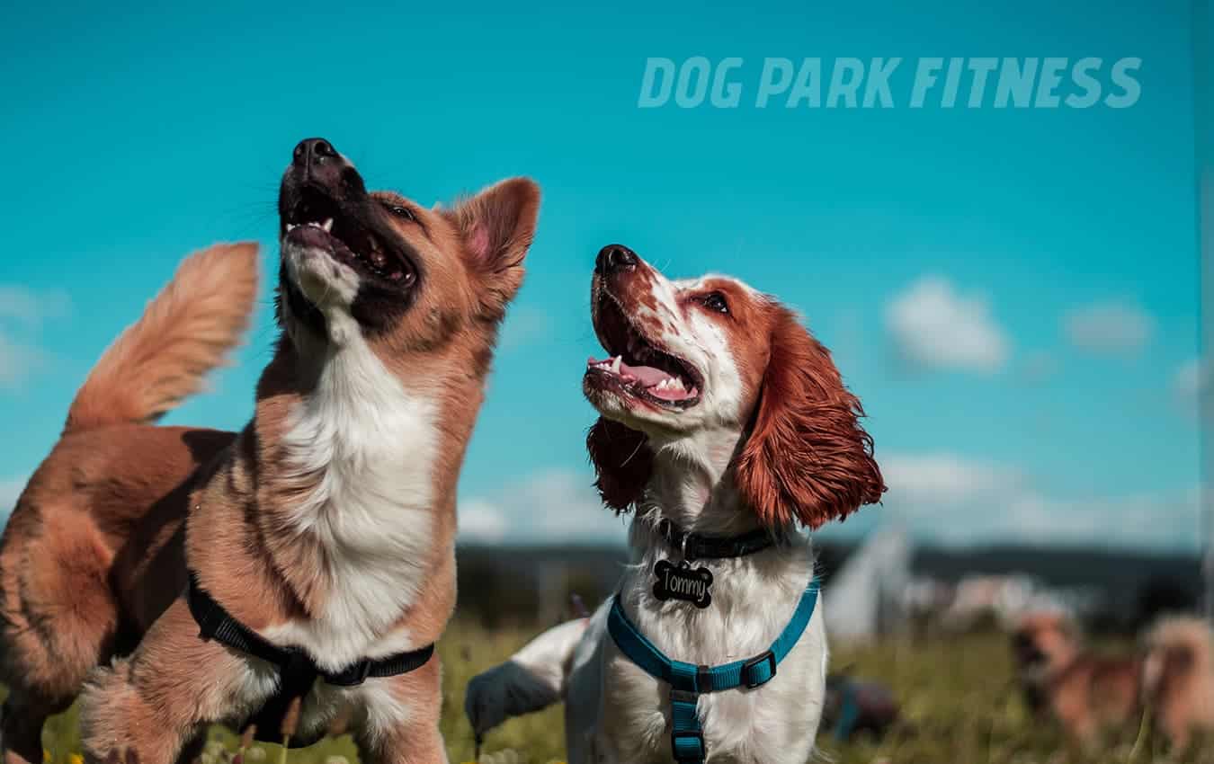 blog001 dog park fitness benefits of dog parks