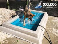 Cool Dog Splash Pool For Dogs1 1
