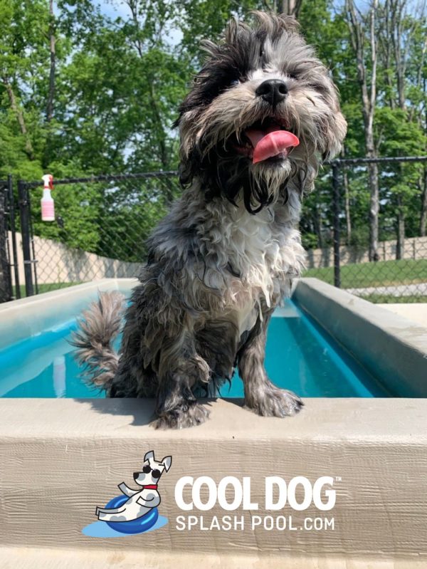 Cool Dog Splash Pool For Dogs10 1