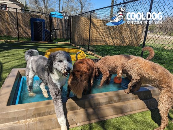 Cool Dog Splash Pool For Dogs11 1