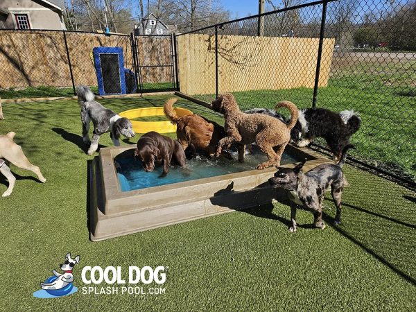 Cool Dog Splash Pool For Dogs12 1