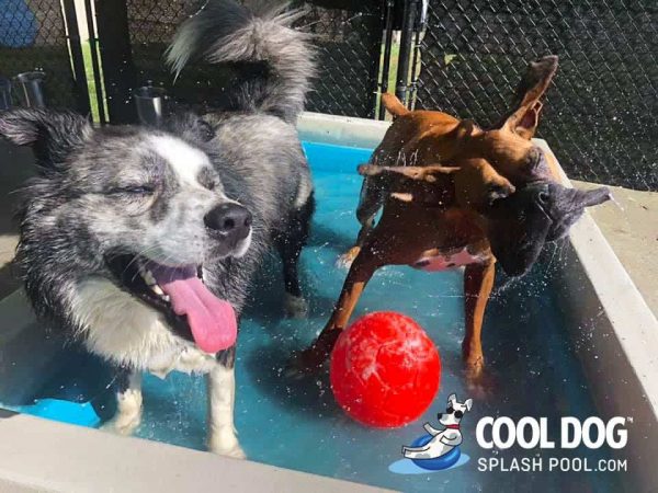 Cool Dog Splash Pool For Dogs4 1