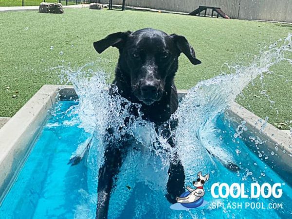 Cool Dog Splash Pool For Dogs5 1