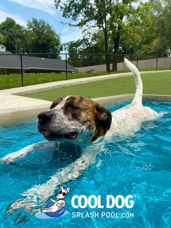 Cool Dog Splash Pool For Dogs7 1