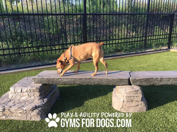 Dog Park Outfitters Gyms For Dogs Dog Balance Beam Ellies Jump Balance Beam 4 scaled 2