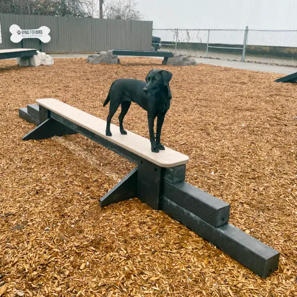 dog park equipment jump balance beam 06 scaled