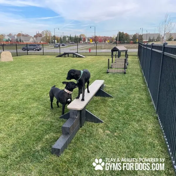 dog park equipment jump balance beam 09