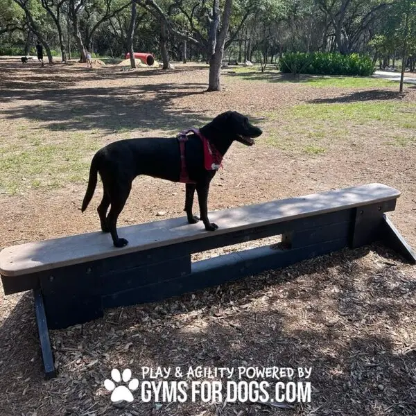 dog park equipment jump balance beam 11