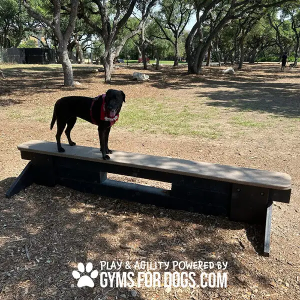 dog park equipment jump balance beam 12