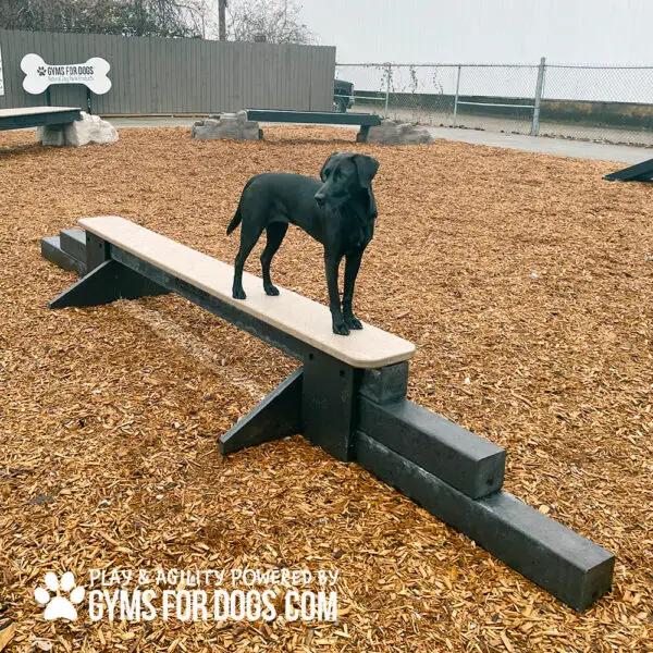 dog park equipment jump balance beam 13