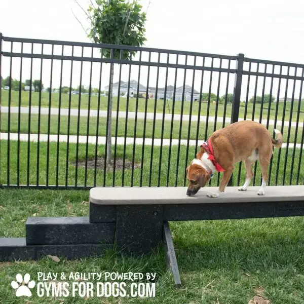 dog park equipment jump balance beam 14