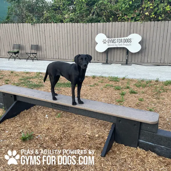 dog park equipment jump balance beam 15