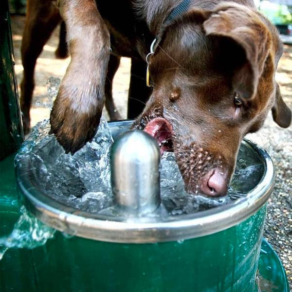 dog playground equipment cool dog water fountains