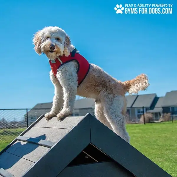 dog playground equipment hill climb 22