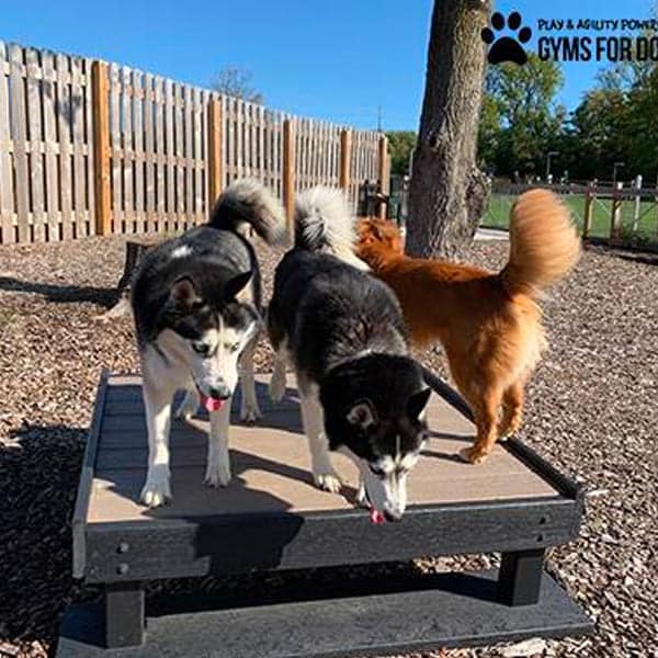 dog playground equipment training platforn