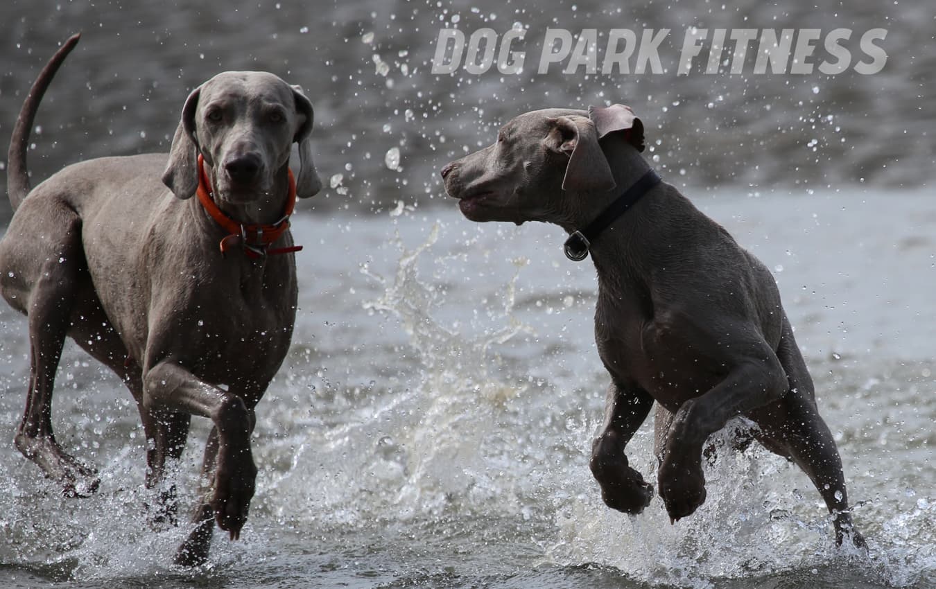 blog002 dog park fitness exercise benefits