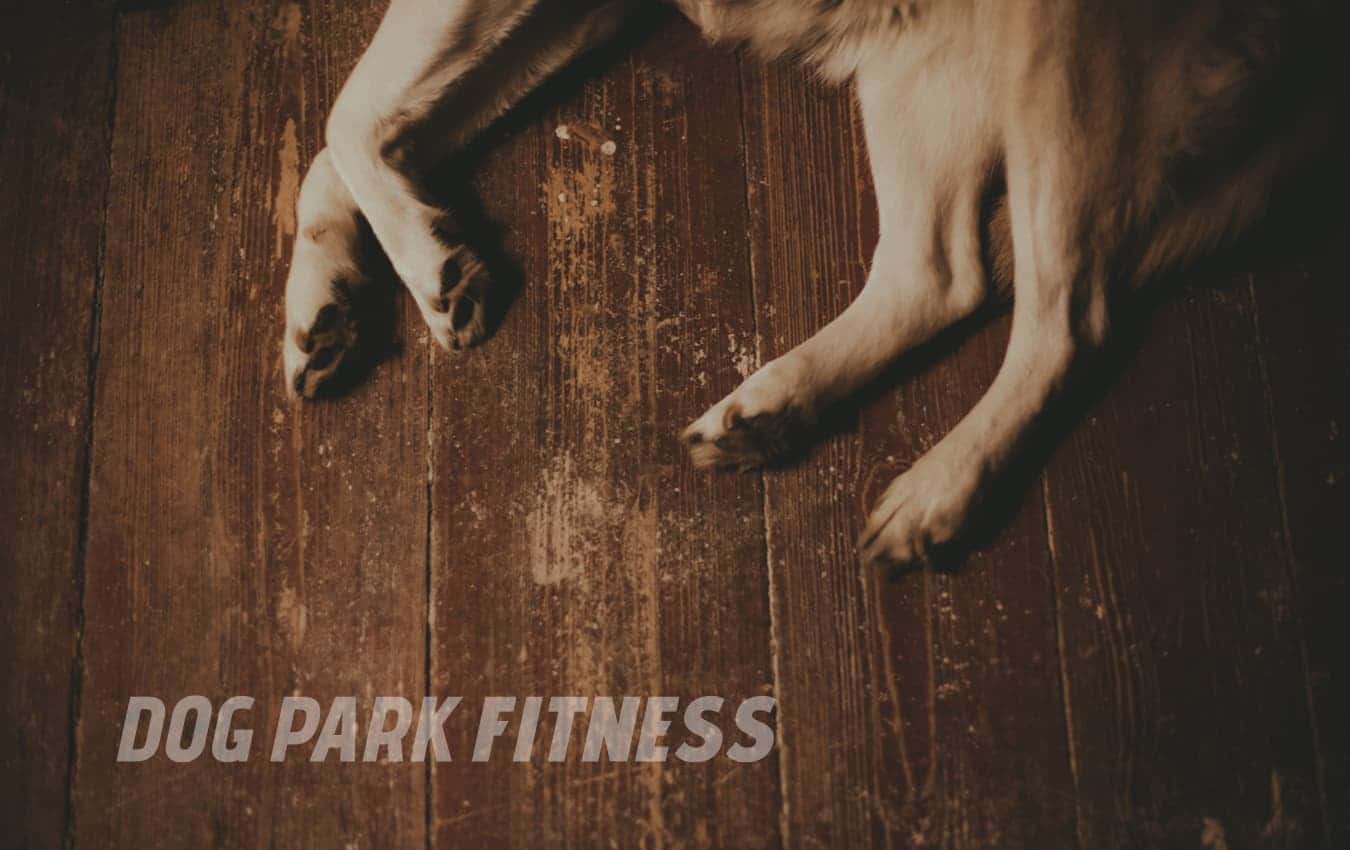 blog004 dog park fitness healthy paws