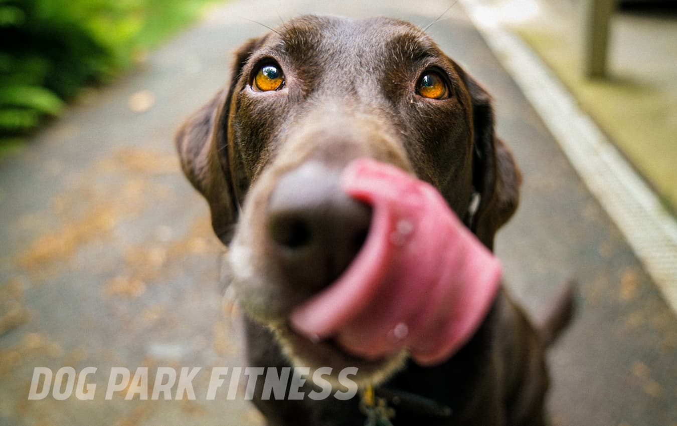 blog006 dog park fitness active dog nutrition