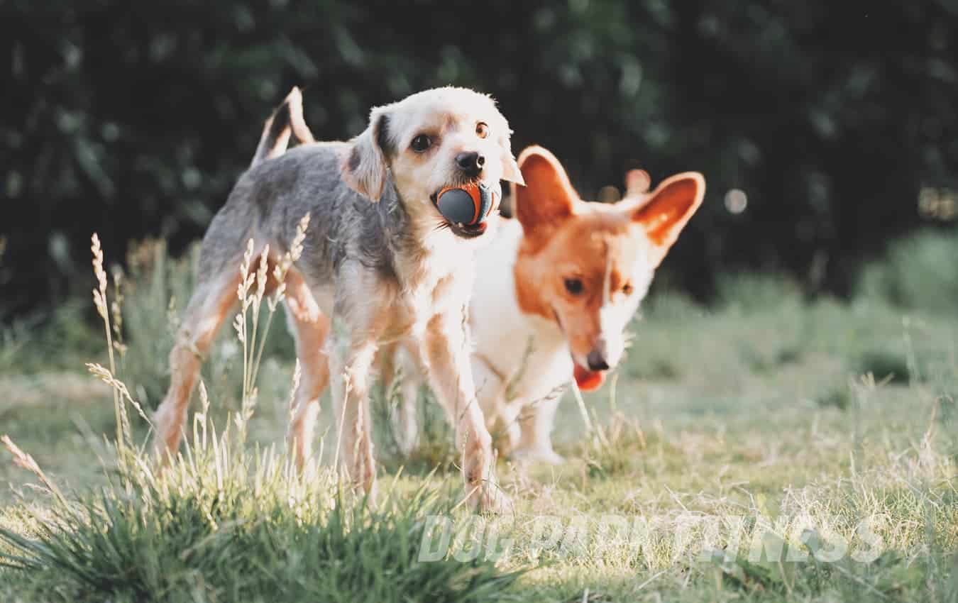 blog007 dog park fitness dog socialization