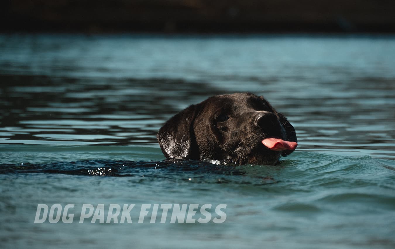 blog008 dog park fitness dogs swimming health a