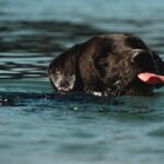 blog008 dog park fitness dogs swimming health head